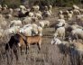 pascolo capre e pecore Filiera della Laga Valle Castellana a Teramo in Abruzzo