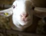 agnello Filiera della Laga Valle Castellana a Teramo in Abruzzo