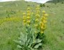 pianta di genziana Filiera della Laga Valle Castellana a Teramo in Abruzzo