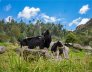 mucca in montagna Monti della Laga produzione artigianale Teramo