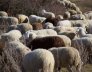 pecore al pascolo Filiera della Laga produzione ricottina Valle Castellana a Teramo in Abruzzo